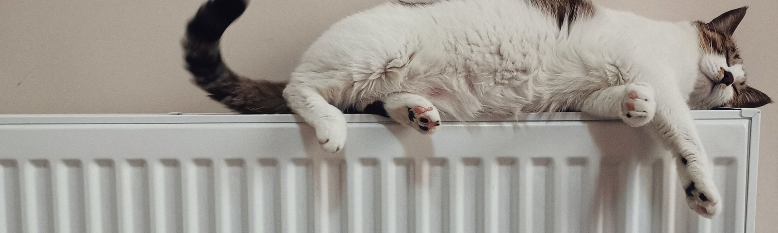 cat on radiator