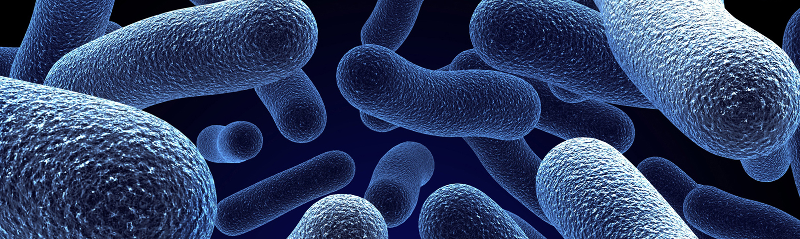 Legionella bacteria