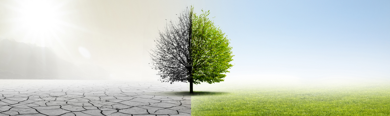 environment