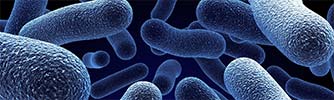 legionella bacteria